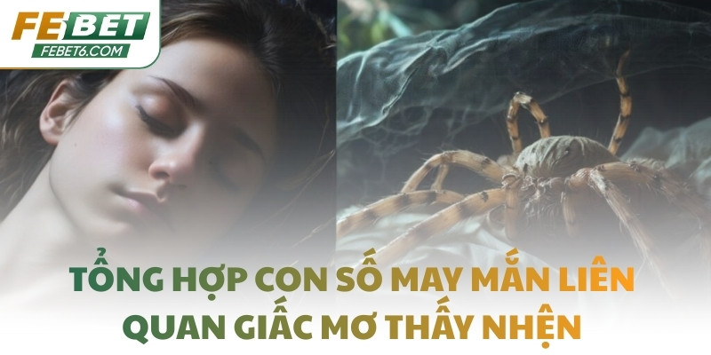 Tổng hợp con số may mắn liên quan giấc mơ thấy nhện
